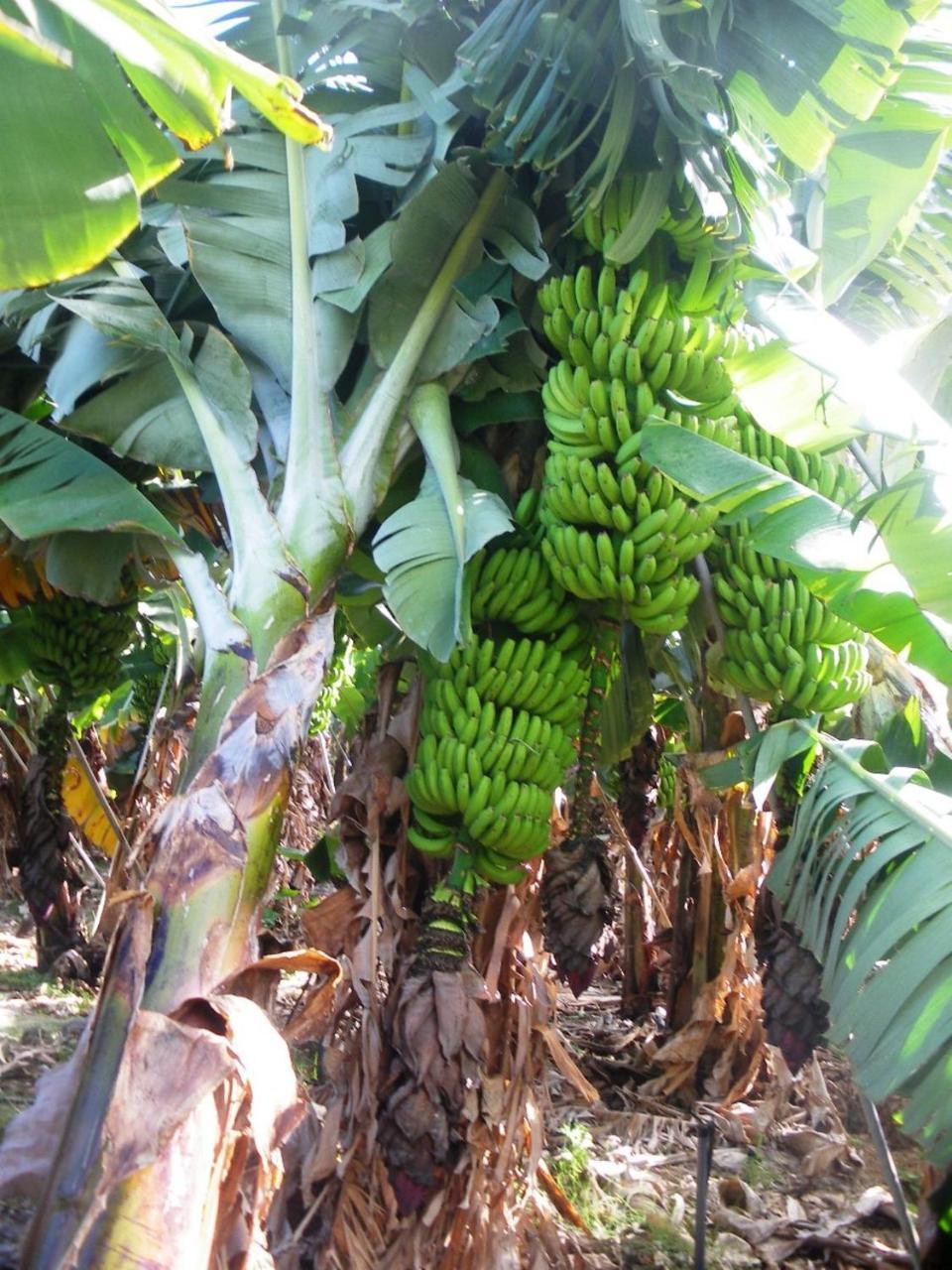 Casa Rural Finca La Maleza Agulo Eksteriør billede